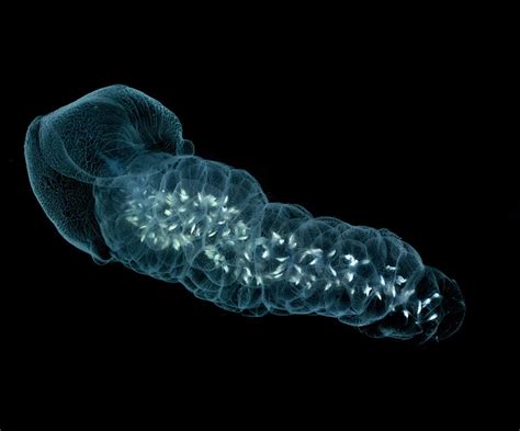 Prayid Siphonophore, contracted | Deep sea creatures, Jellyfish, The ...