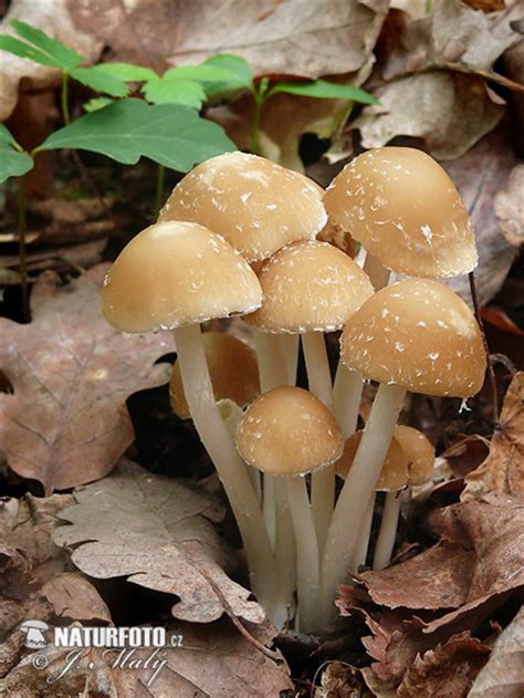 Psathyrella candolleana Mushroom Photos, Psathyrella candolleana Images ...