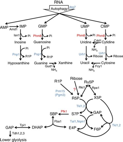 Yeast pathway map of nucleotide degradation and ribose | Open-i