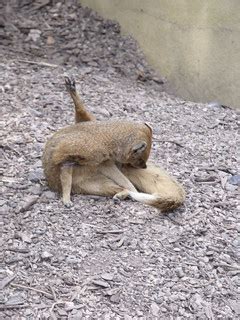 London Zoo - Animal Adventure - Yellow Mongoose | At London … | Flickr