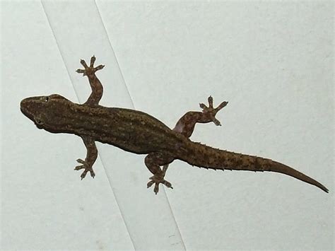 Gekkonidae>Hemidactylus frenatus Asian house gecko DSCF310… | Flickr - Photo Sharing!