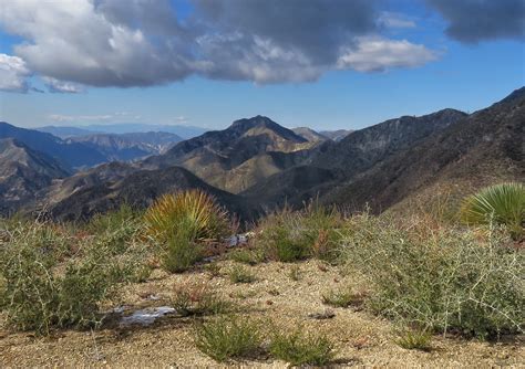 You Can’t See the Forest for the Chaparral | Sierra Club Angeles Chapter