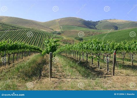 California wine grapes stock photo. Image of farming, champane - 912094