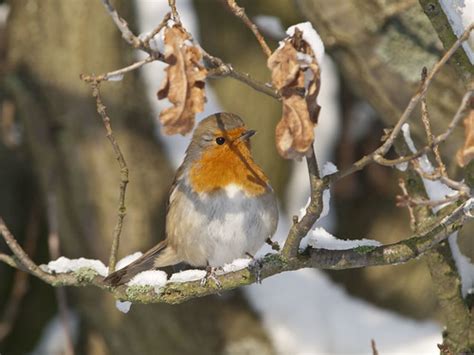 Robin (Erithacus rubecula) on Snowy branch | Kentish Plumber | Flickr