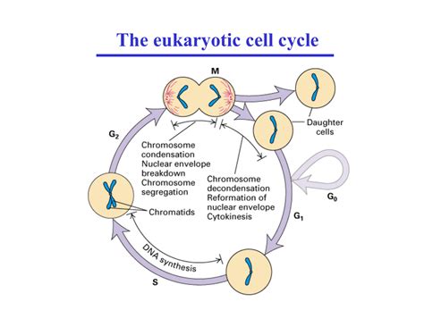 The eukaryotic cell cycle