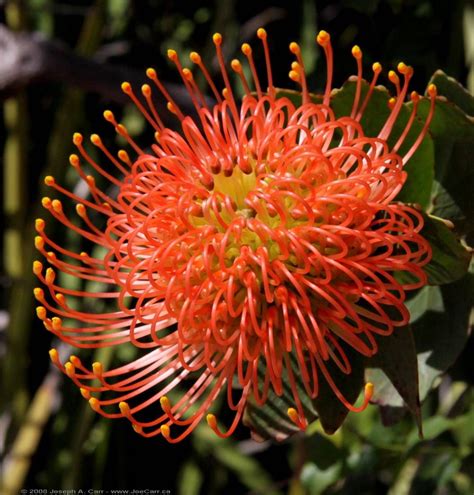 Protea - Leucospermum cordifolium. One of my favorite flowers. | Planting flowers, Garden trees ...