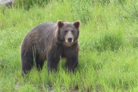 Bear Feeding At The Alaska Wildlife Conservation Center: Triphobo