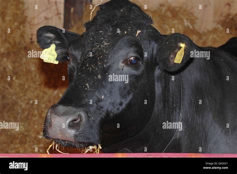 Shambo the Bull. Shambo the Bull in the animal's shrine at Skanda Vale ...