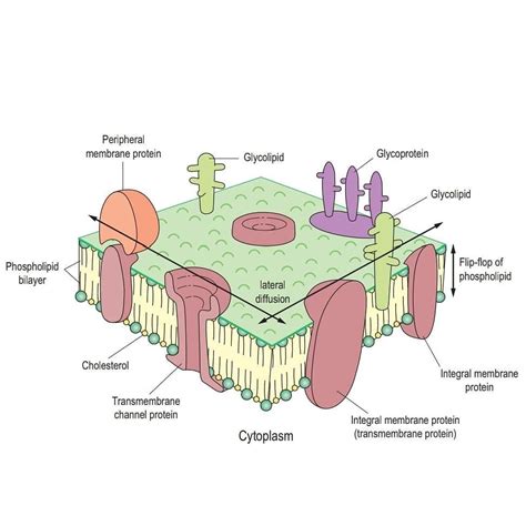 Cell Membrane Is Made Up Of Lipids And