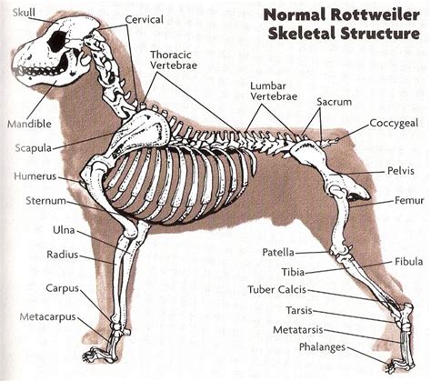 Rottweiler's Anatomy Rottweiler Names, Rottweiler Dog, Rottweiler Temperament, Dog Infographic ...