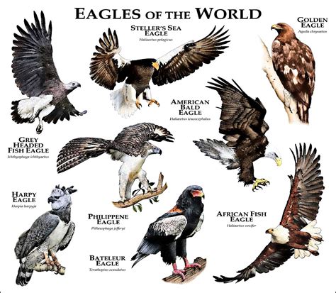 Águilas del Mundo | Types of eagles, Animals, Pet birds