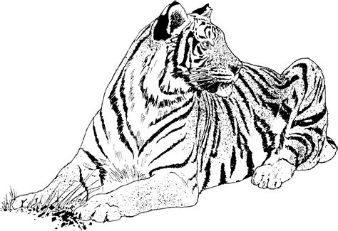 Free Printable Tiger Coloring Pages For Kids