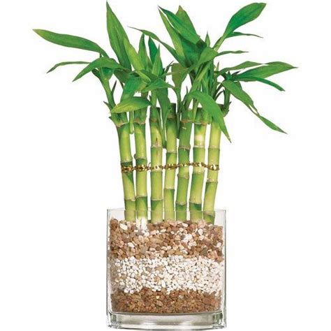 Lucky Bamboo: Know The Meaning Behind Its Number of Stalks