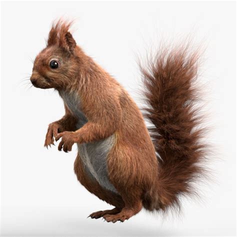 Squirrel 3D model - TurboSquid 1372687