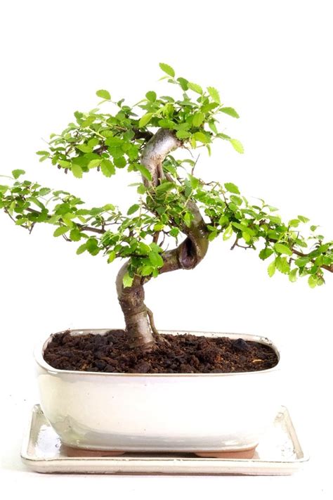 Curvaceous Chinese Elm Indoor Bonsai with Fabulous Features UK