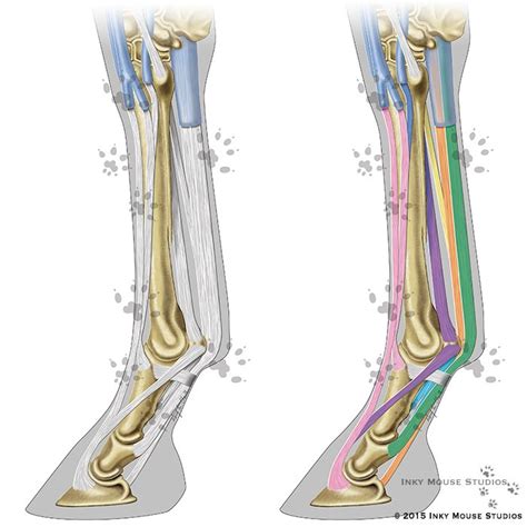 equine distal limb anatomy