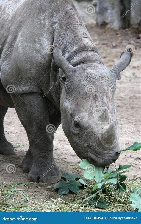 Rhino eating fresh leaves stock photo. Image of large - 47310494