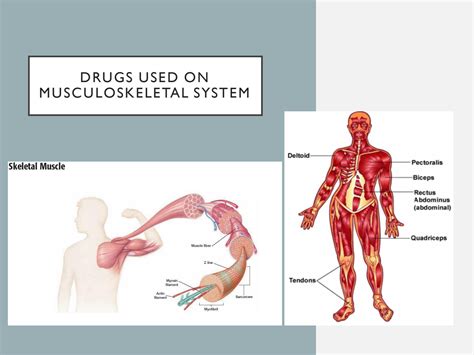 SOLUTION: Skeletal muscle relaxants - Studypool