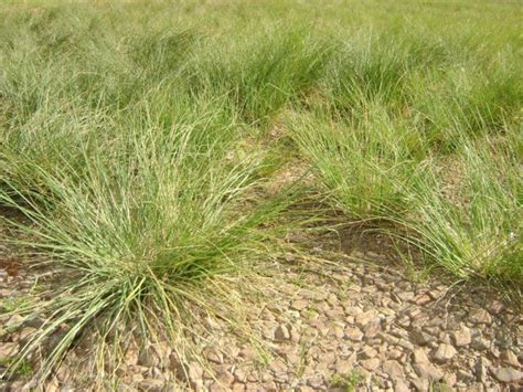 Poaceae species as a source of bioherbicides in Brazil – Agronomy for Sustainable Development blog