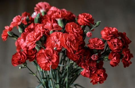 Behind Every Hue: Carnation Flower Color Meanings Explained - Petal ...