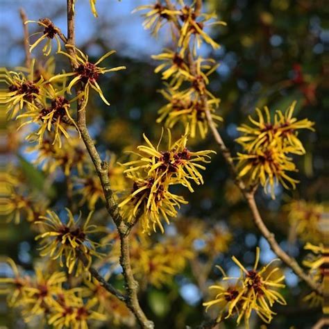 Witch Hazel Tree Bark Powder - ONLY 4 LEFT - BulkHerbsandSpice.Com