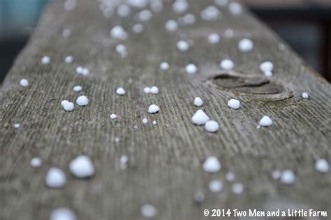 Two Men and a Little Farm: DIPPIN DOTS SNOW IN TEXAS