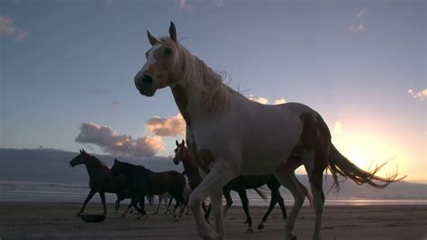 Horses running at liberty on the beach - YouTube