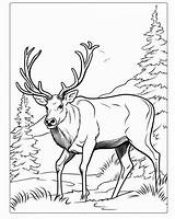 Caribou Coloring Pages For Kids sketch template