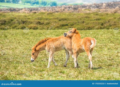 Ponies and Young Pony Foals in Dartmoor National Park Stock Image ...