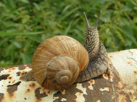 Free Images : spiral, wildlife, fauna, invertebrate, greenery, close up, outdoors, shells ...