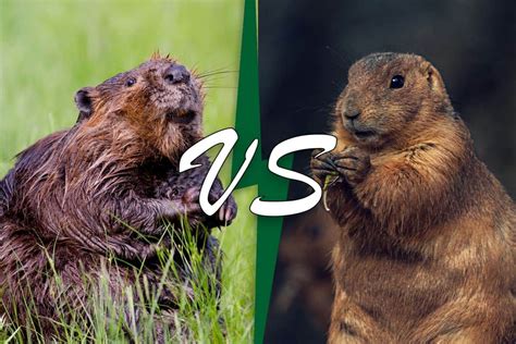 Beaver Vs Groundhog (11 Differences) - Wildlife Informer