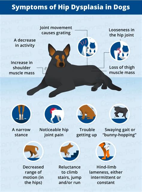 Hip Dysplasia in German Shepherds: Symptoms, Causes, and Treatments