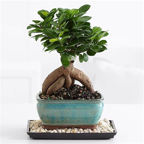 Ginseng ficus bonsai - Ficus - Caratteristiche bonsai ficus ginseng