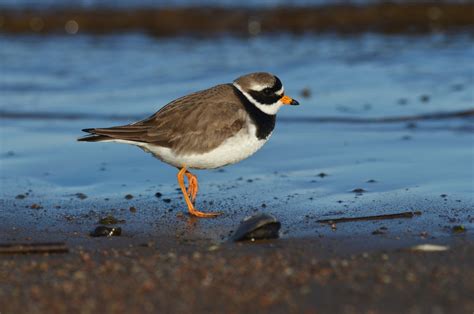 Common Ringed Plover | Audubon Field Guide