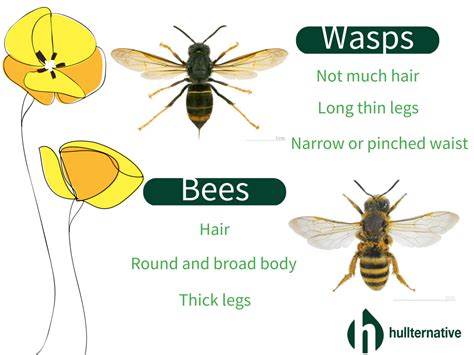 Difference Between Hornet And Bee