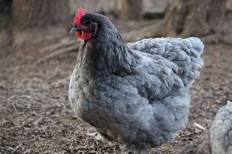 Blue Orpington Chicken Types | Colors | Eggs | For Sale - Bird Baron