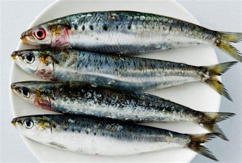 Sardine - Definition of Sardine