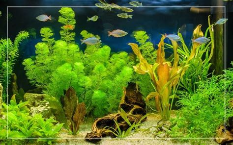 75-Gallon Fish Tank - Overview, Setup, Stocking Ideas