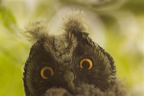 Black Owl · Free Stock Photo