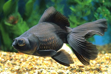 BLACK MOOR GOLDFISH medium - Bluegrassaquatics.com