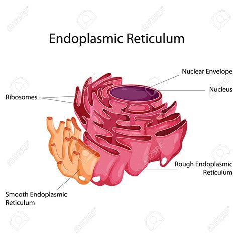 Definition Of Smooth Endoplasmic Reticulum - DEFINITIONWB