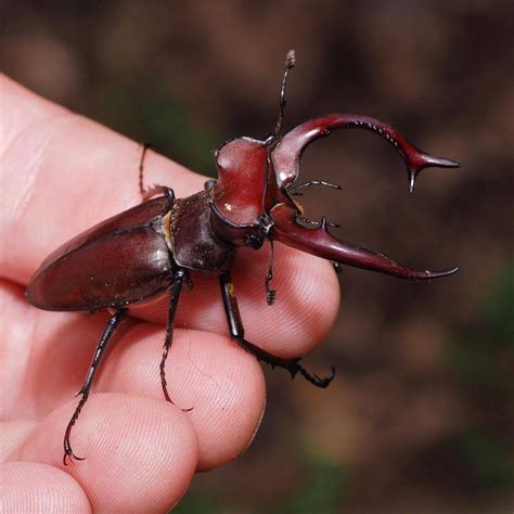 Giant Stag Beetle | Stag beetle, Beetle, Stag