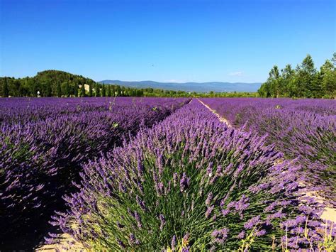 Looking for Lavender in the Luberon Valley - Perfectly Provence