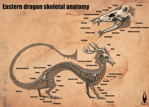 Eastern Dragon Anatomy and Physiology - Dragonsinn.net