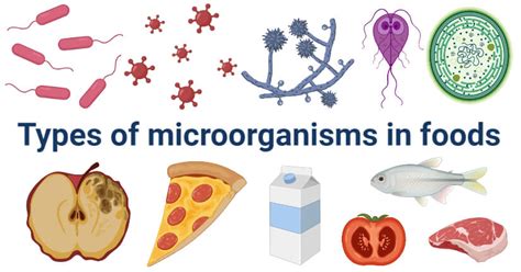 Microbial Food Spoilage- Types of microorganisms with examples