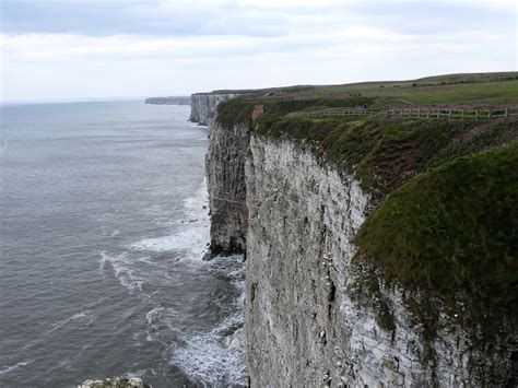 Bempton Cliffs RSPB | BirdForum