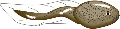 tadpoles - Clip Art Library