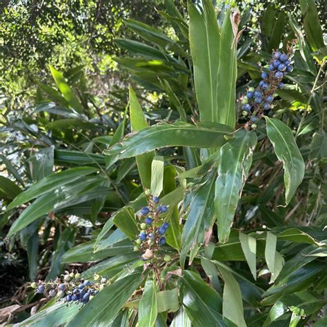 Edible Eden Design - Native ginger Alpinia caerulea