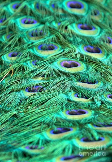 Peacock Plumage Designs Photograph by Adam Jewell - Fine Art America