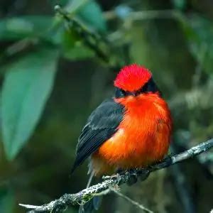 Vermilion Flycatcher - Facts, Diet, Habitat & Pictures on Animalia.bio